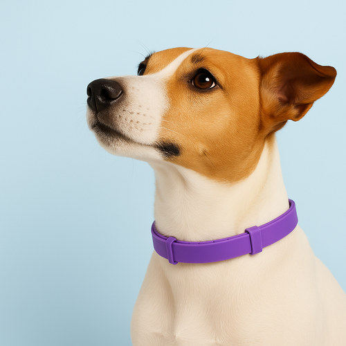 Dog calming collar